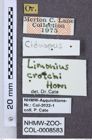 Etiketten zu Gambrinus crotchi (NHMW-ZOO-COL-0008583)